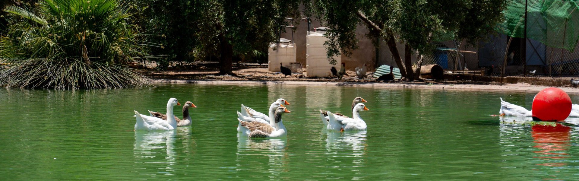 Villa de Luxe à Vendre Marrakech – Domaine de 3 Hectares, 6 Suites – photo 35