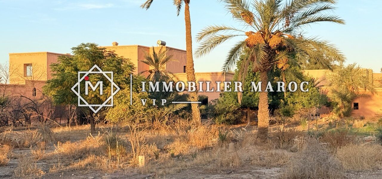 Palmiers dattiers chargés de dattes dans le domaine – maison d'hôtes à vendre Palmeraie Marrakech